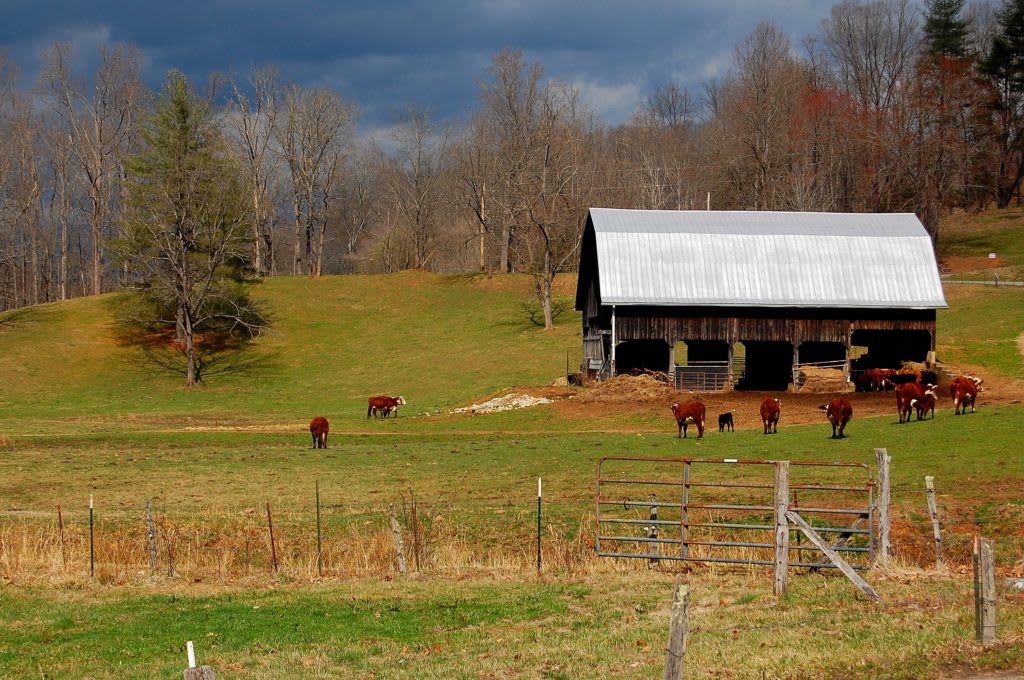 barn Glenville Cullowhee WCU cows field